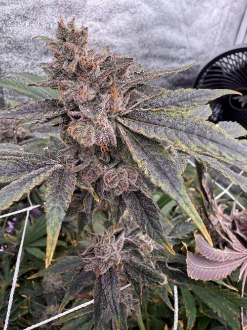 One light per 4x8 tent with UC. Week 9