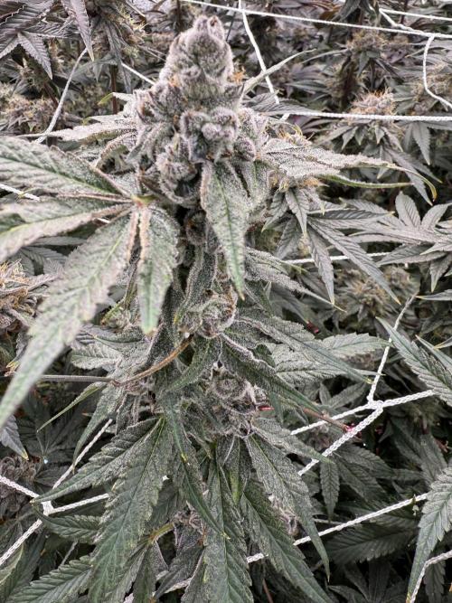 One light per 4x8 tent with UC. Week 9