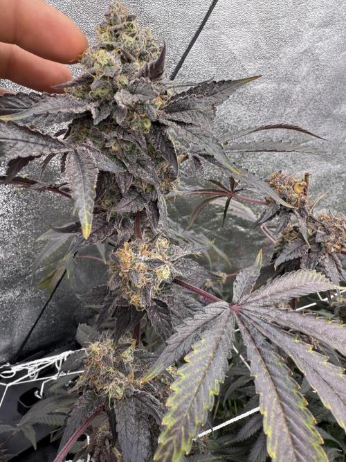 One light per 4x8 tent with UC. Week 9