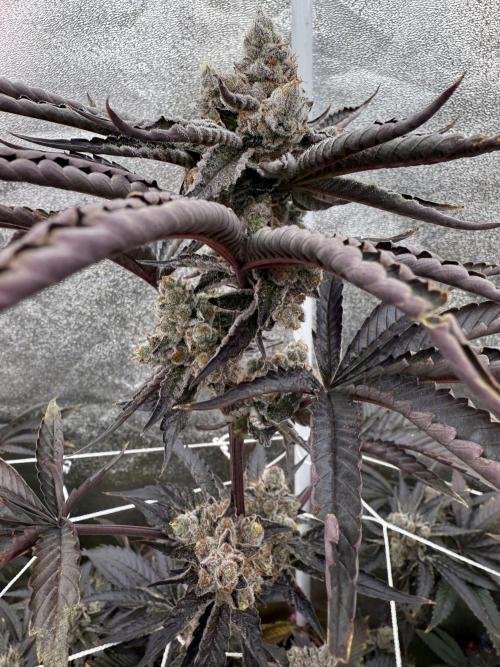 One light per 4x8 tent with UC. Week 9