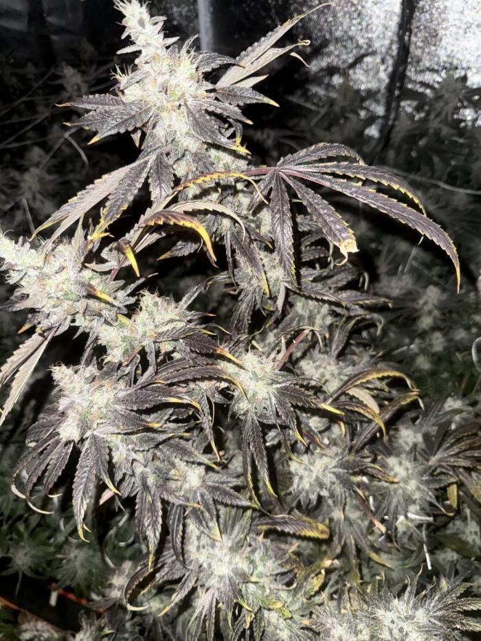 One light per 4x8 tent with UC. Week 10