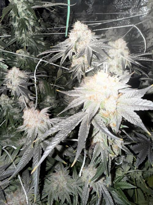 One light per 4x8 tent with UC. Week 10