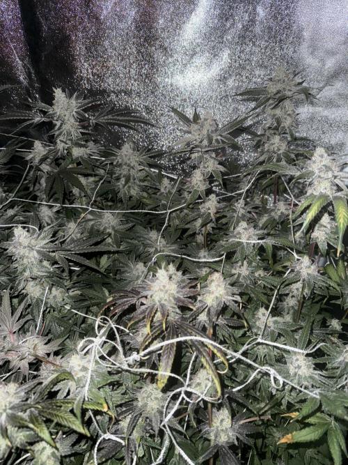 One light per 4x8 tent with UC. Week 10