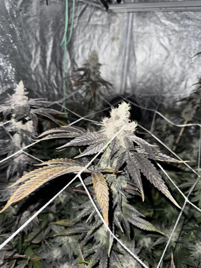 One light per 4x8 tent with UC. Week 10