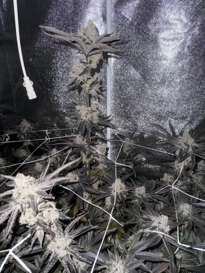 One light per 4x8 tent with UC. Week 10 - Oceans my favourite got all its crosses from titan 