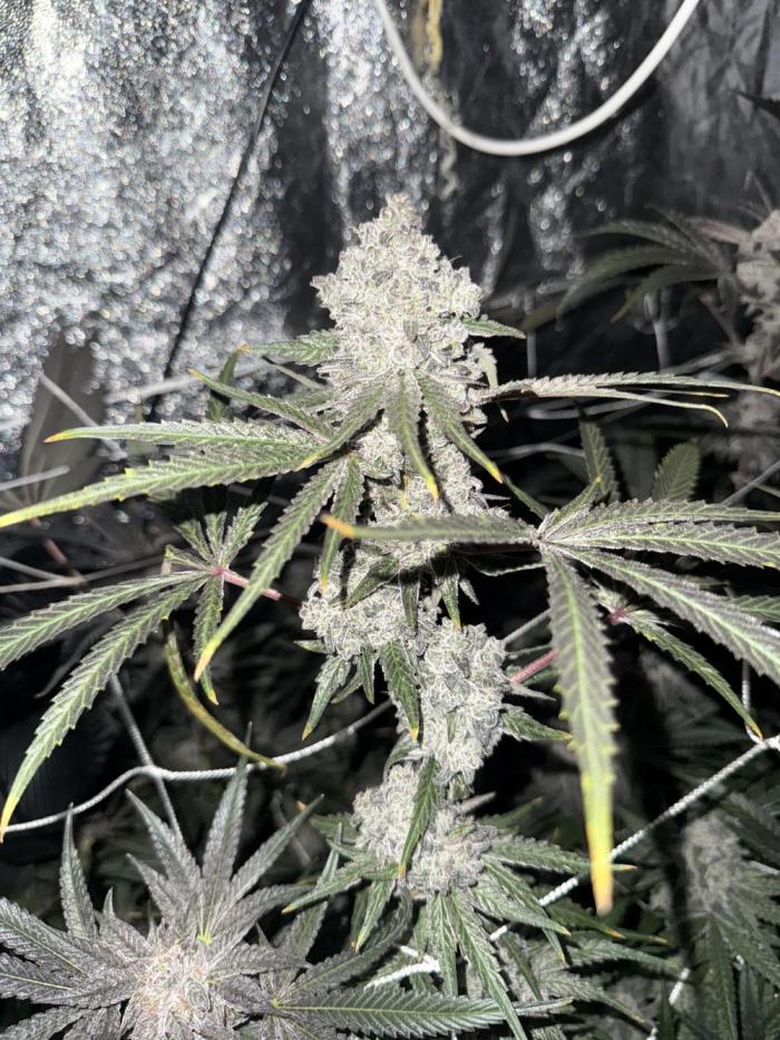 One light per 4x8 tent with UC. Week 10