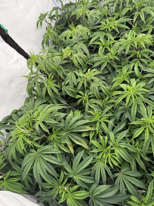 Solfire and Tikki Mad Man RUN. Week 1 - Canopy 