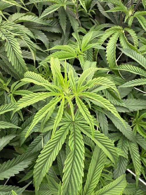 Solfire and Tikki Mad Man RUN. Week 1