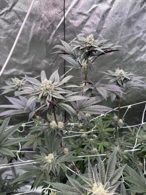 Solfire and Tikki Mad Man RUN. Week 3