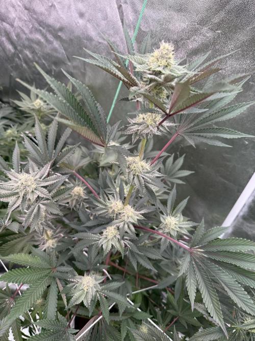 Solfire and Tikki Mad Man RUN. Week 3