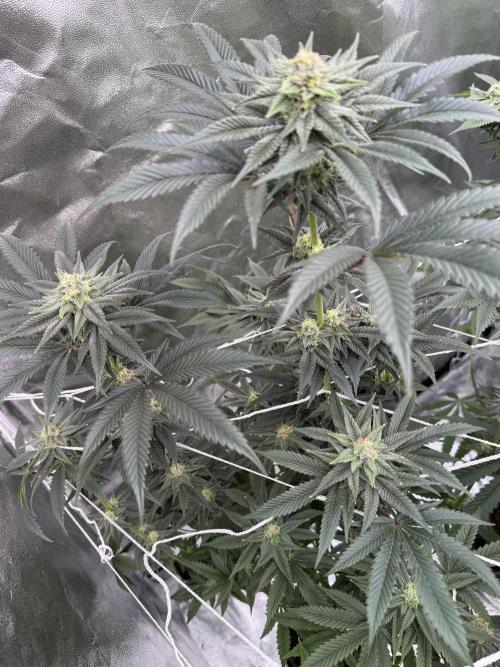 Solfire and Tikki Mad Man RUN. Week 3