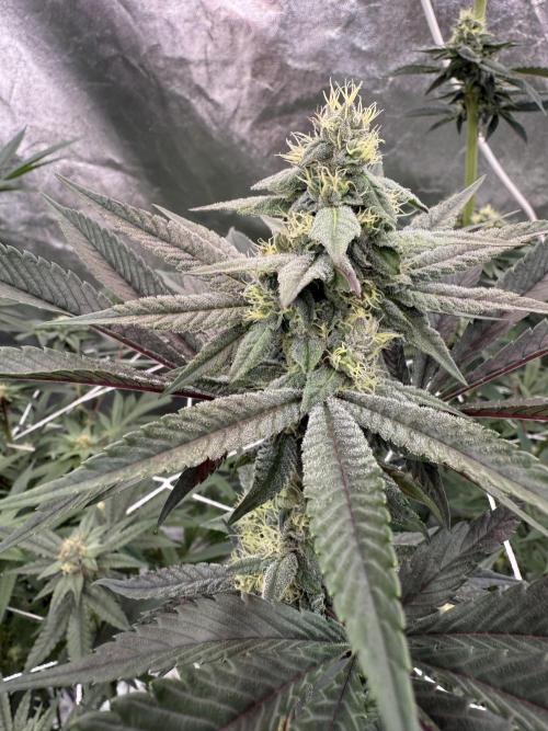 Solfire and Tikki Mad Man RUN. Week 3