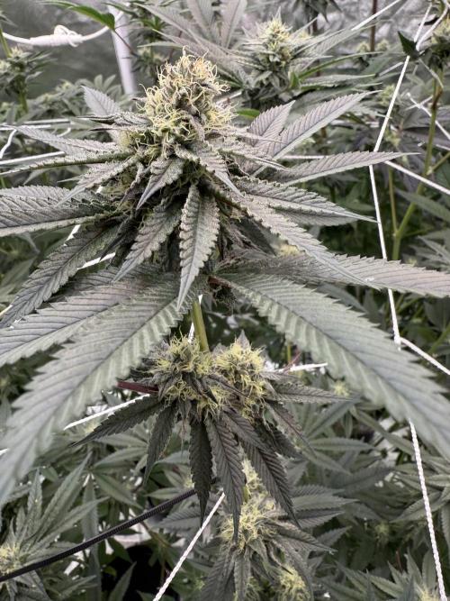 Solfire and Tikki Mad Man RUN. Week 3