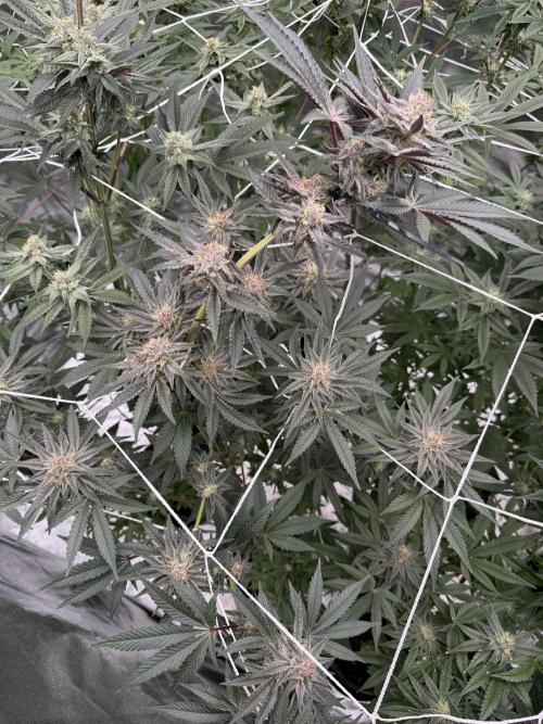 Solfire and Tikki Mad Man RUN. Week 3