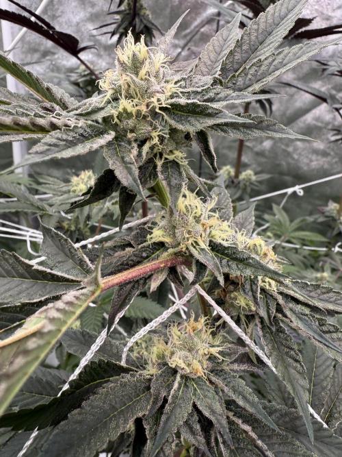 Solfire and Tikki Mad Man RUN. Week 3