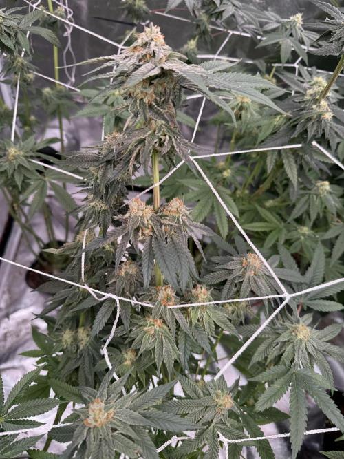 Solfire and Tikki Mad Man RUN. Week 3