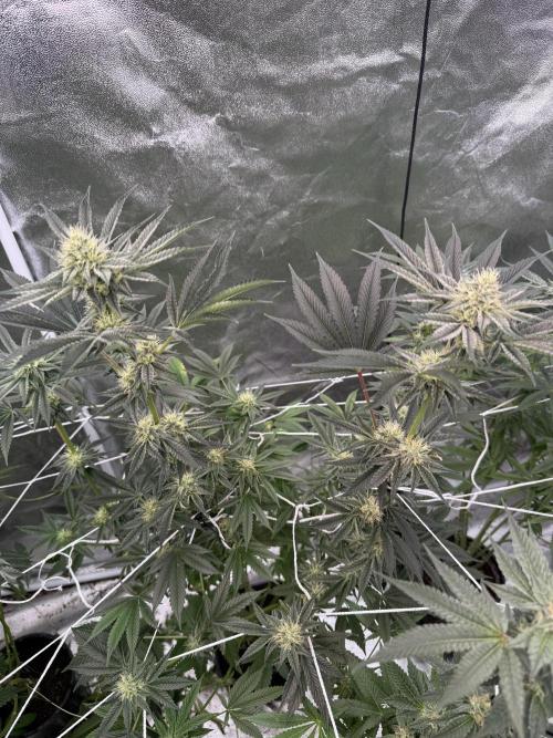 Solfire and Tikki Mad Man RUN. Week 3