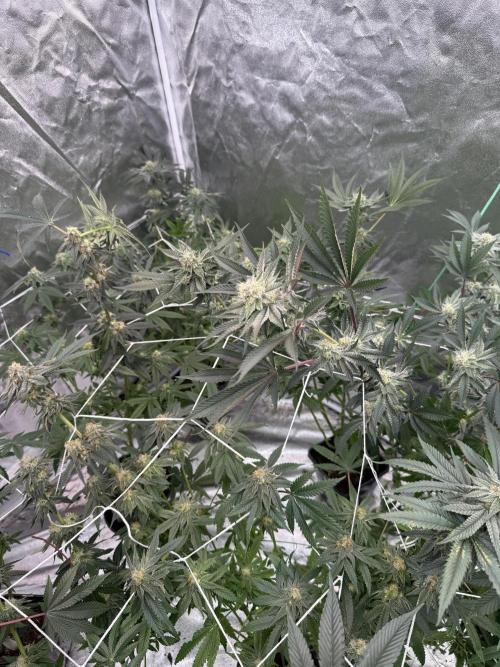 Solfire and Tikki Mad Man RUN. Week 3