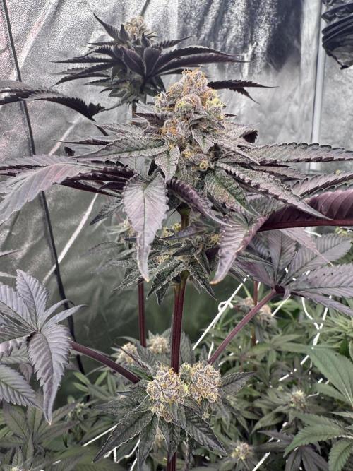 Solfire and Tikki Mad Man RUN. Week 4