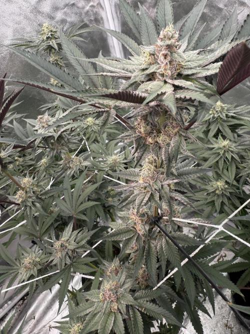 Solfire and Tikki Mad Man RUN. Week 4