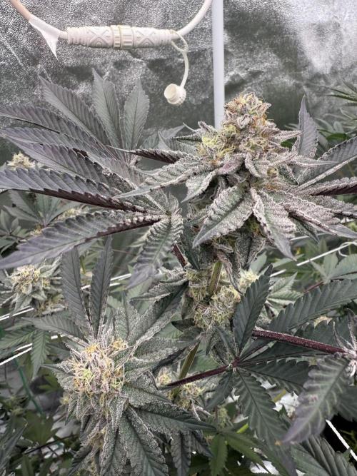 Solfire and Tikki Mad Man RUN. Week 4