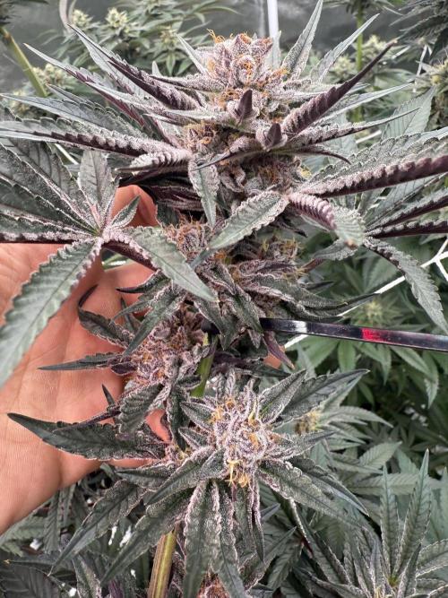 Solfire and Tikki Mad Man RUN. Week 4