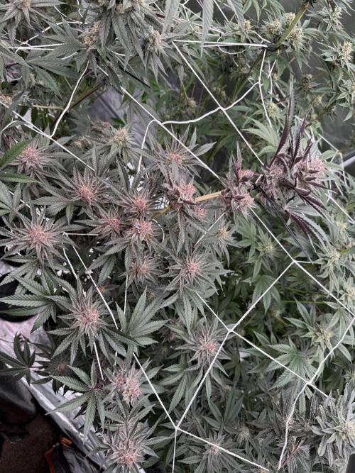 Solfire and Tikki Mad Man RUN. Week 4