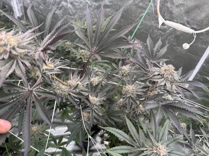 Solfire and Tikki Mad Man RUN. Week 4