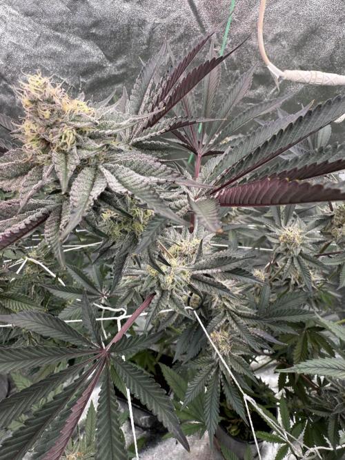 Solfire and Tikki Mad Man RUN. Week 4