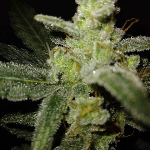 Critical+ 2.0 Auto Ltd. Edition . Week 9