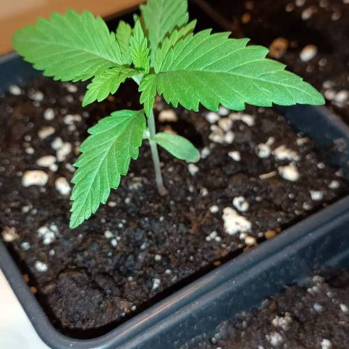 Custom Breeder & Strain Maine Lobster grow diary (journal) week2 by