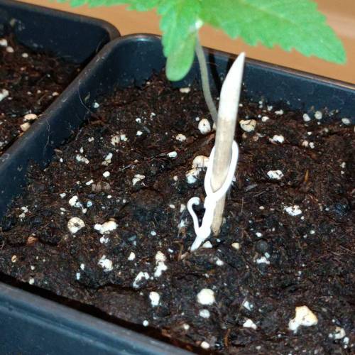 Custom Breeder & Strain Maine Lobster grow diary (journal) week2 by