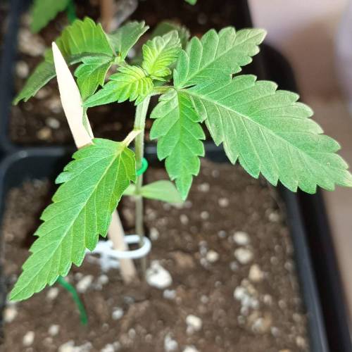 Custom Breeder & Strain Maine Lobster grow journal by PapiGrowerz