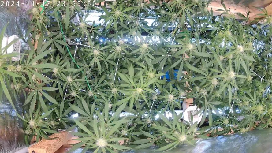 NFT Ultra G13 Mephisto