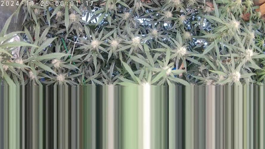 NFT Ultra G13 Mephisto