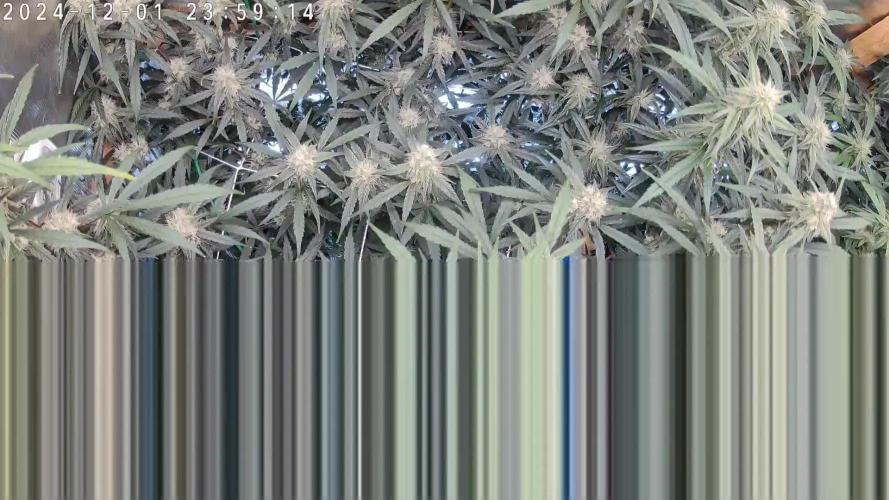 NFT Ultra G13 Mephisto