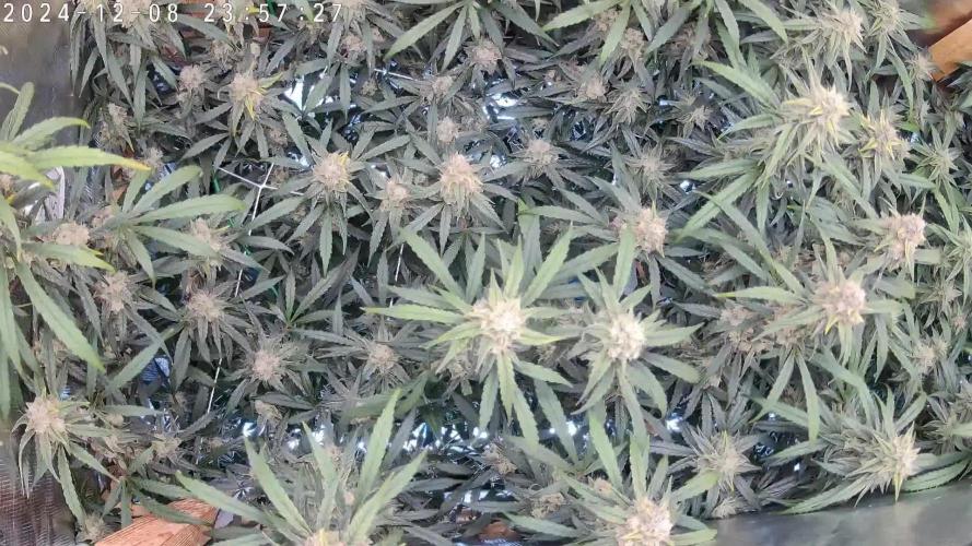 NFT Ultra G13 Mephisto