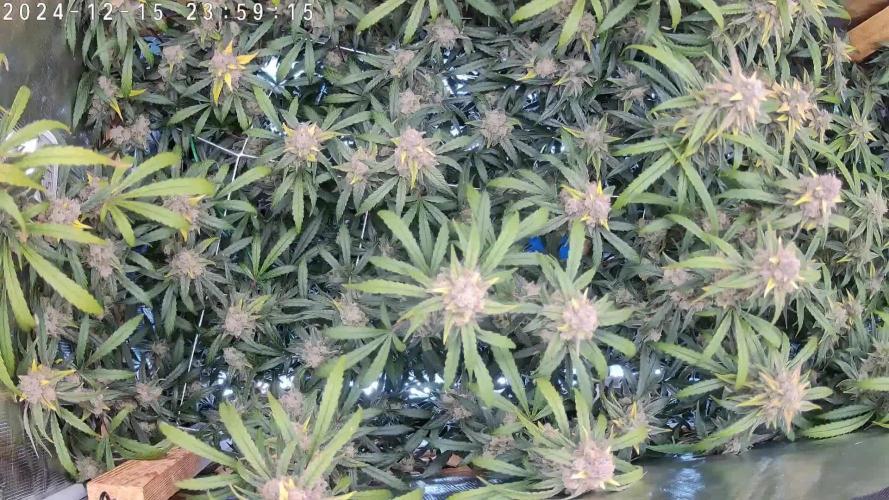 NFT Ultra G13 Mephisto