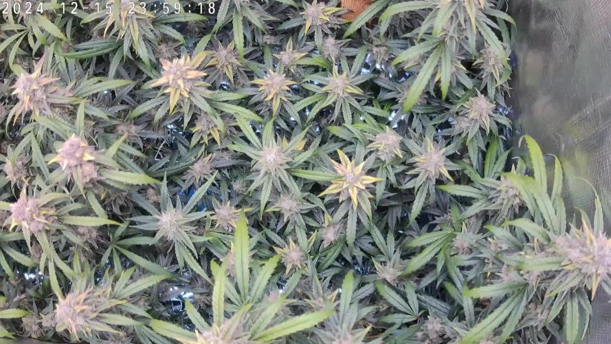 NFT Brain Freeze Mephisto
