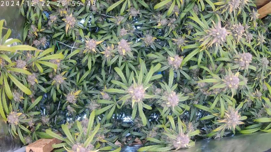 NFT Ultra G13 Mephisto