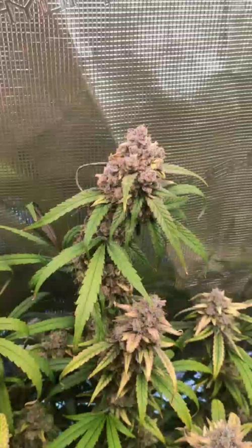 NFT Ultra G13 Mephisto