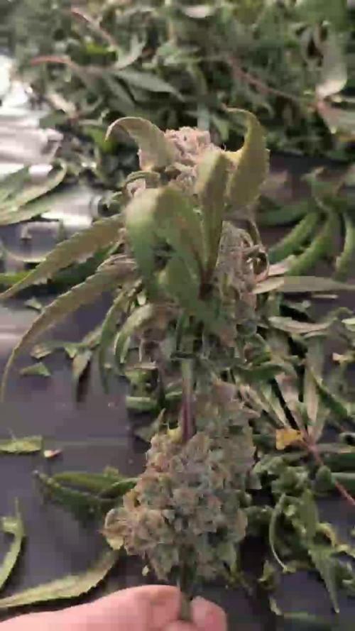 NFT Ultra G13 Mephisto