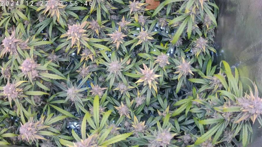 NFT Brain Freeze Mephisto