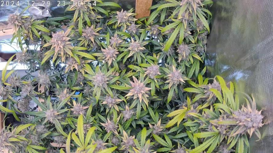 NFT Brain Freeze Mephisto