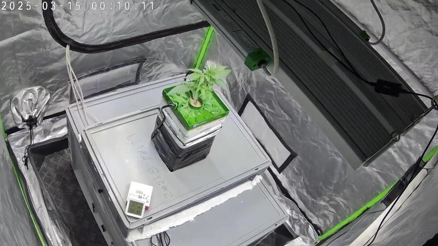 Ultra G13 #2 recirculating Rockwool Test