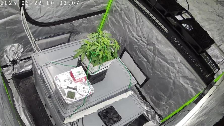 Ultra G13 #2 recirculating Rockwool Test