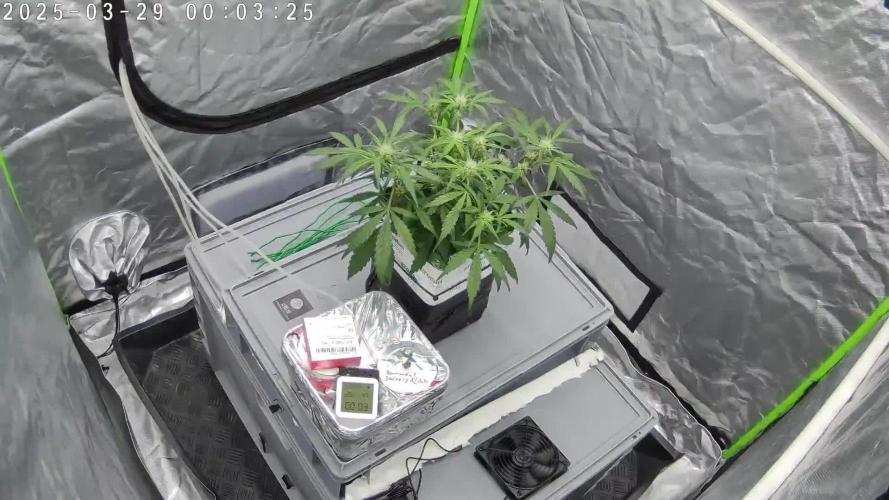 Ultra G13 #2 recirculating Rockwool Test