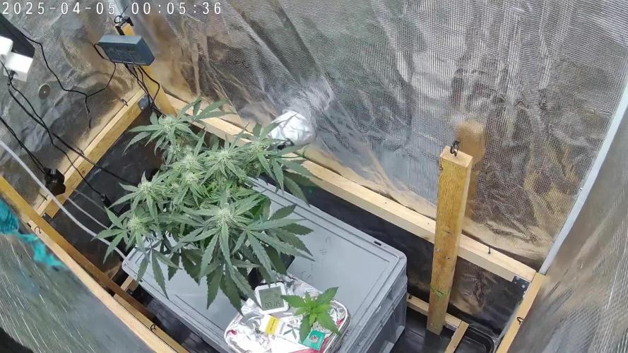 Ultra G13 #2 recirculating Rockwool Test