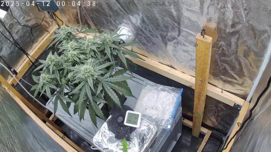 Ultra G13 #2 recirculating Rockwool Test