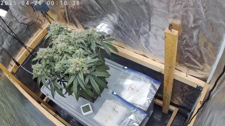 Ultra G13 #2 recirculating Rockwool Test